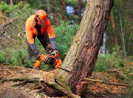 Oakley, UT  Tree Services Company