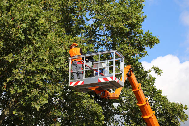 Best Tree Cabling and Bracing  in Oakley, UT