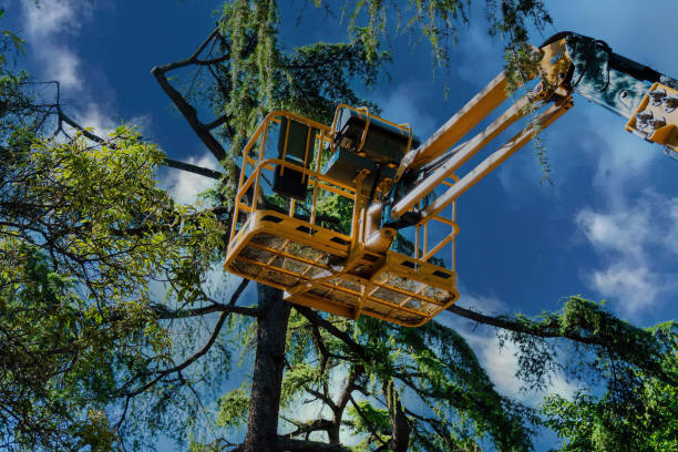 Why Choose Our Tree Removal Services in Oakley, UT?