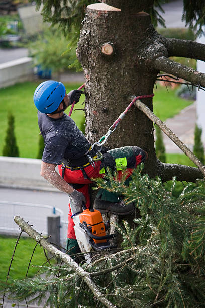 Best Lawn Disease Treatment  in Oakley, UT